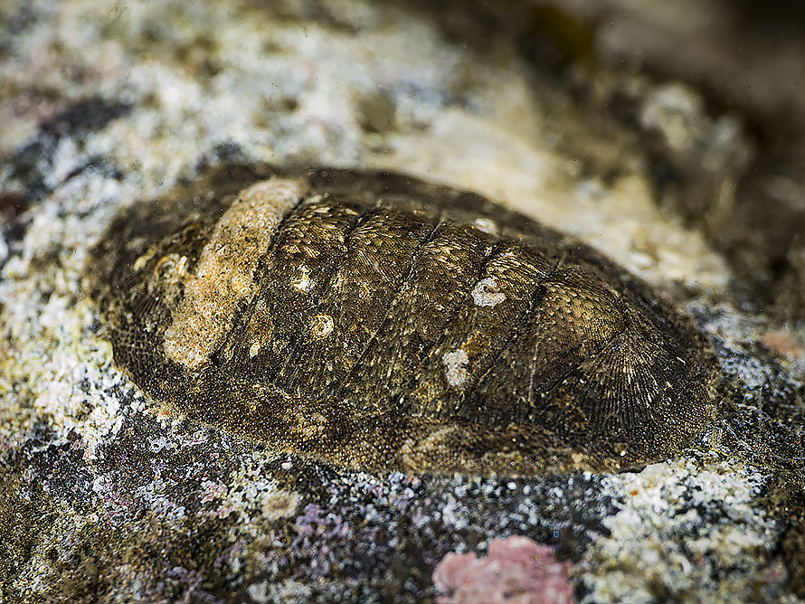 Chiton sp. 4